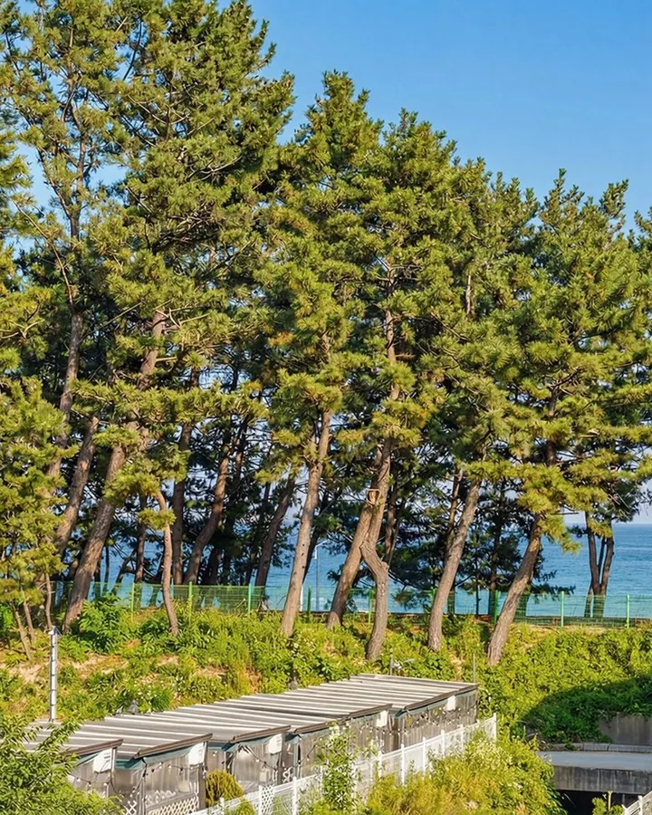 삼척 라메르 펜션 사진 2