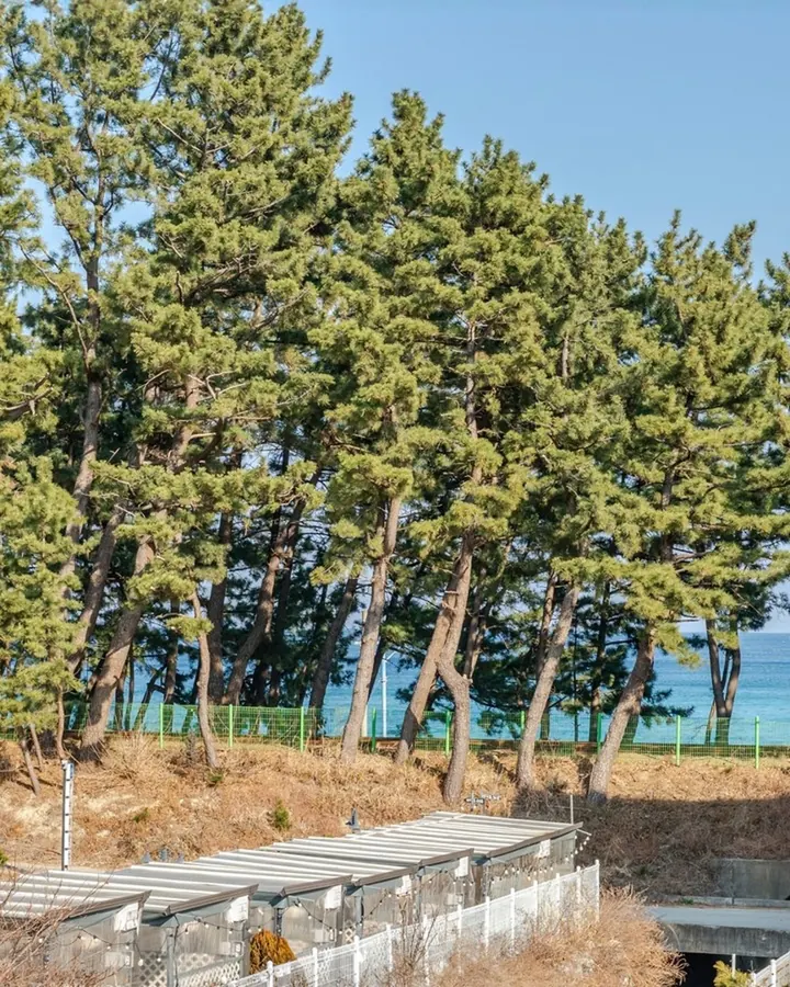 삼척 라메르 펜션 사진 3