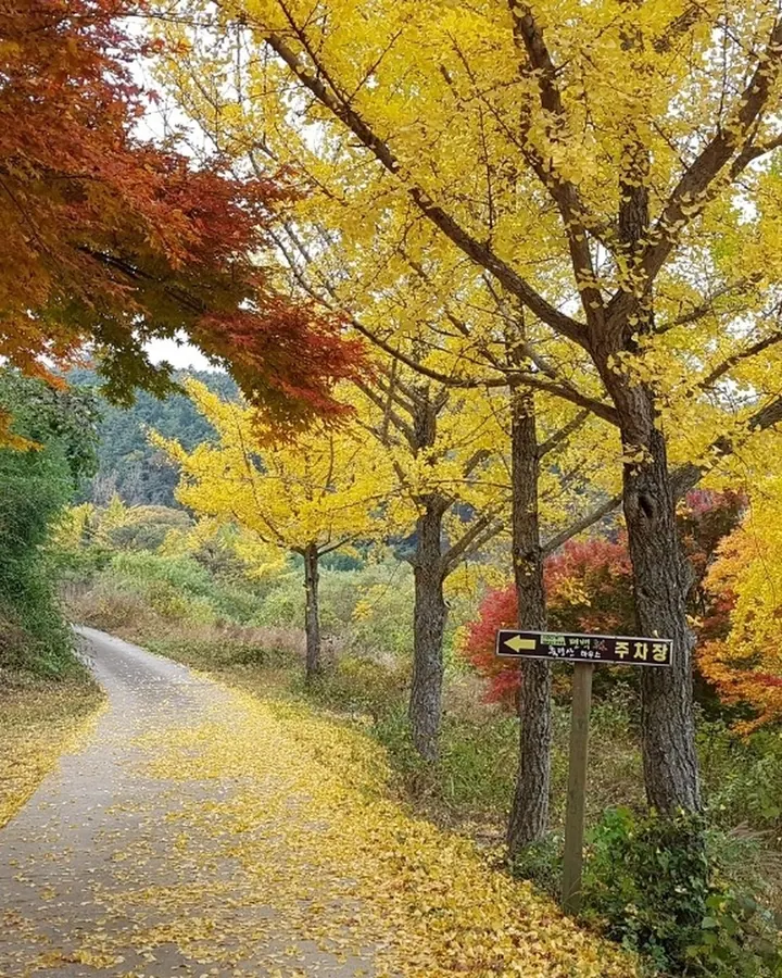 고창 축령산편백하우스펜션 사진 5