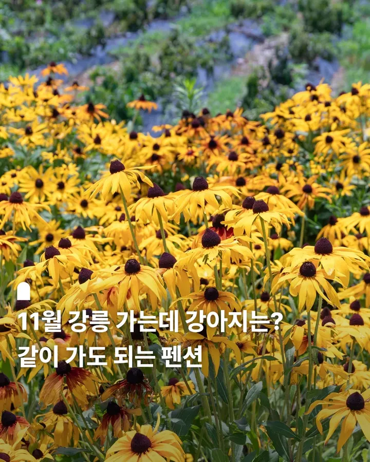 강릉 포그니애견동반펜션 사진 1